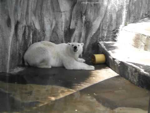 ガス管から出る餌を食べるキロル　2011．5．15 浜松市動物園