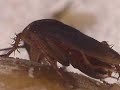 Cockroaches