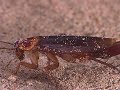 Cockroaches