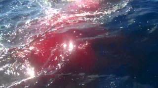 Reelboys Daytime Swordfish 4