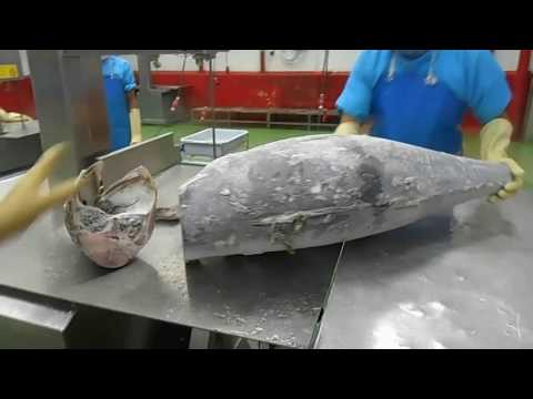 Cắt cá ngừ đông lạnh công việc nhẹ nhàng lương cao