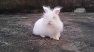 Meu Coelho Chloe Coelhinha Mais Linda