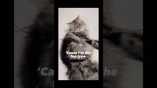 Im A Kitty