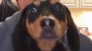 Try Not To Laugh Tiktok Challenge