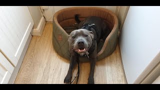Blu - Staffordshire Bull Terrier - 4 Weeks Residential Dog Training