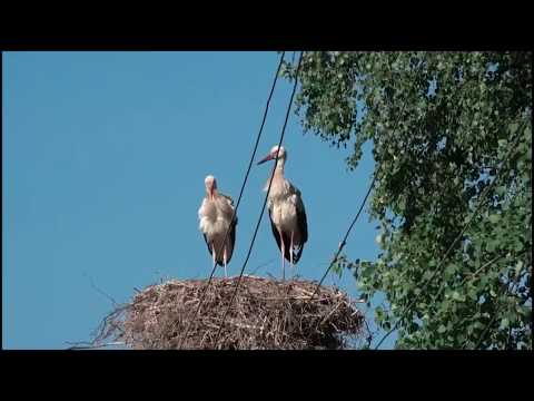 Аисты на крыше своими руками Аисты на крыше своими руками
