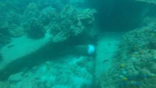 Mero Gigante Vs Pez Globo Giant Grouper Vs Pufferfish