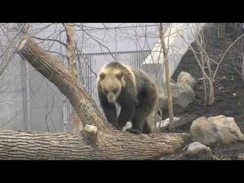 円山動物園 エゾヒグマ館オープン