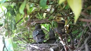 April 11th On edge of nest