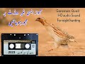 new Quail sound / Batair ki Awaz rat k lia