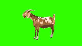 Green Screen Animation - 3D Goat Copyright Free