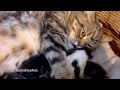 Mom Cat Coco Hugs 7 Kittens