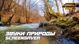 Живая Природа - Река | Осень | Звуки Природы | Звуки Реки | Шум Воды | Релаксация | Заставка Для Тв