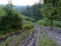 Lesní hospodaření v CHKOJ 3