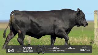 LOTE 64 - TOUROS BRANGUS - LEILÃO SÃO BIBIANO 2021