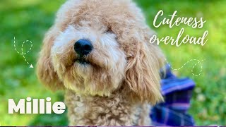 Millie The Poochon