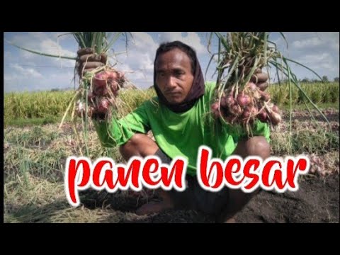 #pertanianbm  PANEN BAWANG MERAH