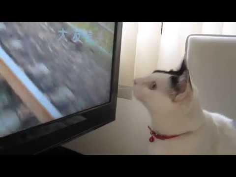 あまちゃんが大好きでテレビにかぶりついてる猫の動画