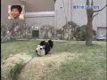 Panda Angry With Tree Branch
