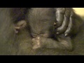 Gorilla Birth - Cincinnati Zoo
