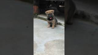 Cutes dog --funny dog videos