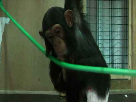 チンパンジーの赤ちゃんタカ1歳4ヶ月（長野市 茶臼山動物園）