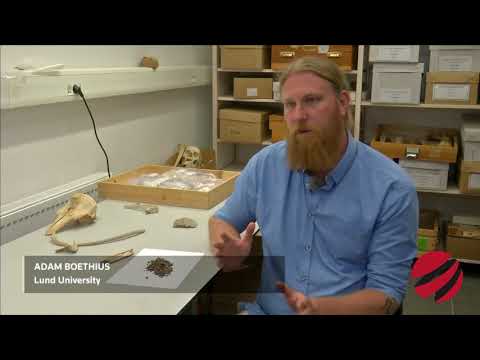 Early Scandinavians survived on fish only