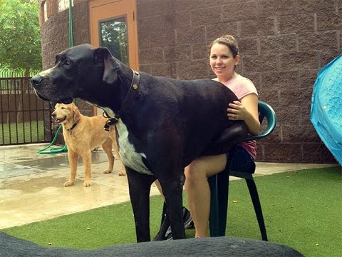 Köpek Sahibini Amından Köpek Gibi Sikiyor Porno