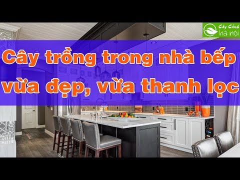 Những loại cây trồng trong nhà bếp vừa đẹp vừa thanh lọc không khí
