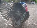 Male Turkey in Heat.