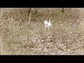 Pickles the Westie in the Ole' West