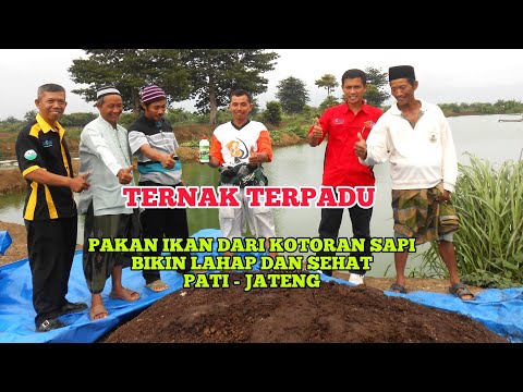 Pakan ikan fermentasi kotoran sapi sistim ternak terpadu modern, T3HCS