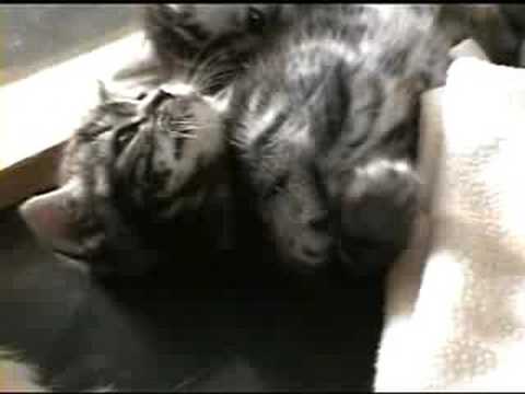 short hair tabby kitten. Shorthair Tabby Kitten