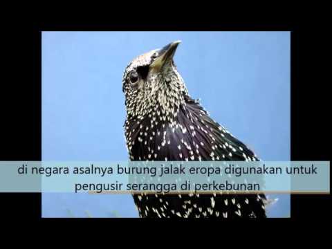 VIDEO : video dan audio jalak eropa untuk masteran - sebagaimanasebagaimanaburungjalak suren yang cukup popular di indonesia,sebagaimanasebagaimanaburungjalak suren yang cukup popular di indonesia,burung jalak eropa/ european starling jug ...