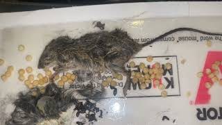 Stinky Mouse