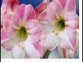 Ghys : Amaryllis