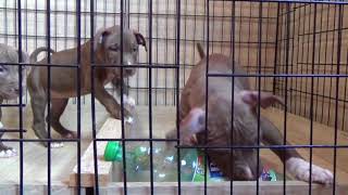 58 Day Puppies Apbt Of Jls Kennel From Slovakia 21. 7. 2018 - 4K Ultrahd Quality