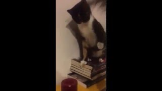 Gata Pop