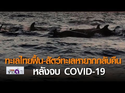ทะเลไทยฟื้น-สัตว์ทะเลหายากกลับคืน หลังจบCOVID-19 l TNNข่าวดึก l 23 เม.ย. 63