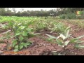 kenyacitizentv