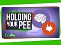 What Happens When You Hold Your Pee?