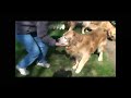 Sky - Keno & Seiko's Easter Egg Hunt! Sky - Keno & Seiko's Easter Egg Hunt!