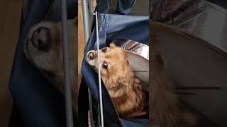 Amazing Dog