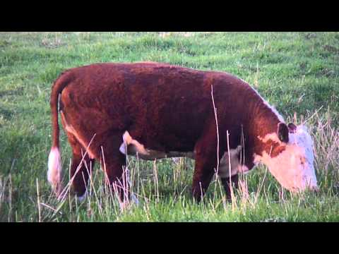 Hereford runderen in het Kardingegebied in Groningen Video Hereford runderen in het Kardingegebied in Groningen Video