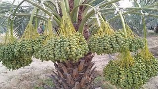 Jenny Taborda Khajur Ka Bagh