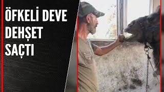 Öfkeli̇ Deve Dehşet Saçti
