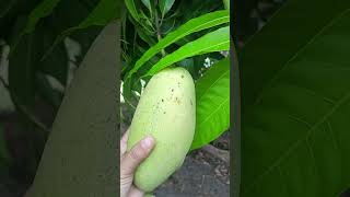 Look At The Size Of These Mangoes