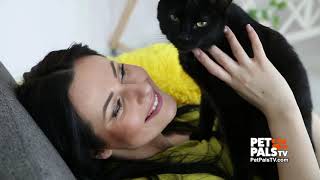 What you didn't know about black cats!