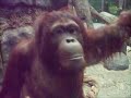 Orangutan Tries To Grab Bite And Eat Little Kids 2 images Orangutan Tries To Grab Bite And Eat Little Kids 2