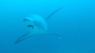 Philippines : Malapascua : Thresher Shark Divers